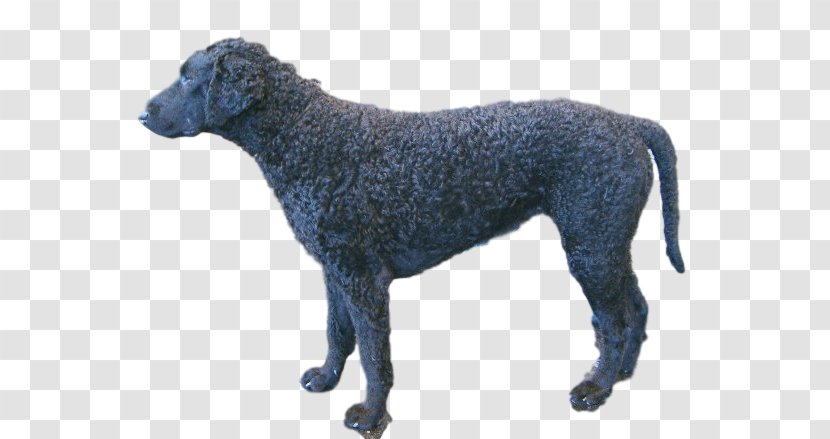 Curly-coated Retriever Flat-Coated Spanish Water Dog Breed - Curlycoated Transparent PNG
