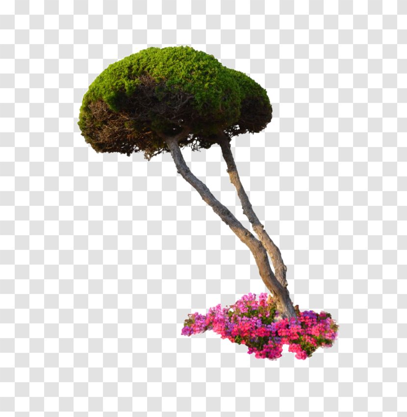 Plant Flower Tree Shrub - Flowerpot - Trees Transparent PNG