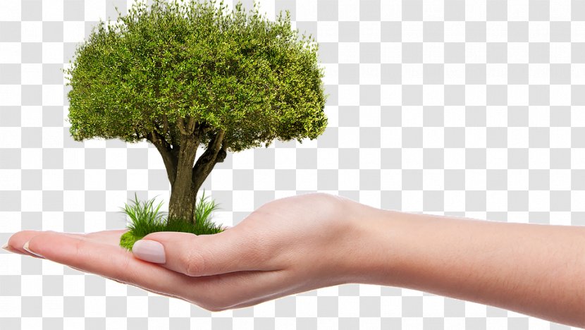 Telangana Ku Haritha Hu0101ram Tree Centre For Renewable Energy Sources And Saving Arbor Day Purpose - Seed - Nature Transparent Picture Transparent PNG