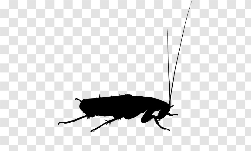 Oriental Cockroach Termite Beetle Pest Control Transparent PNG