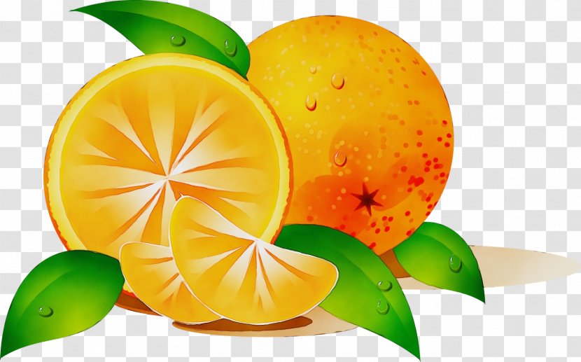 Watercolor Natural - Citrus - Tangelo Calamondin Transparent PNG