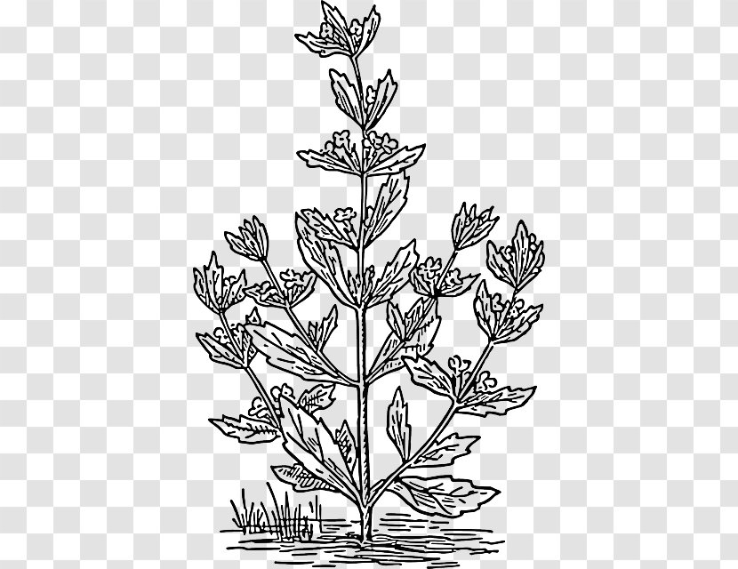 Pennyroyal Mentha Spicata Drawing Plant Clip Art - Flowering Transparent PNG