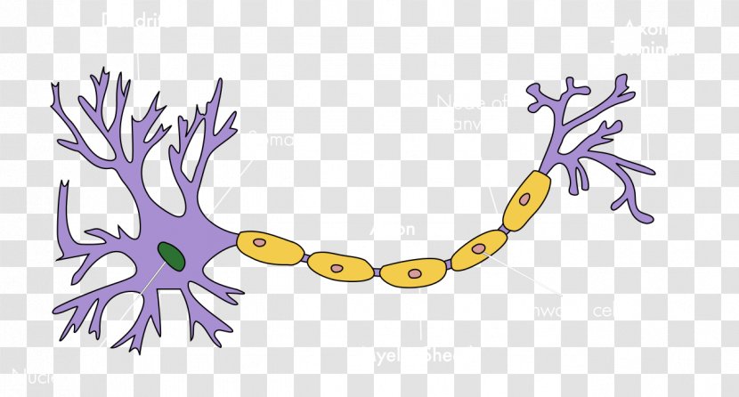 Upper Motor Neuron Soma Nervous System - Brain Transparent PNG