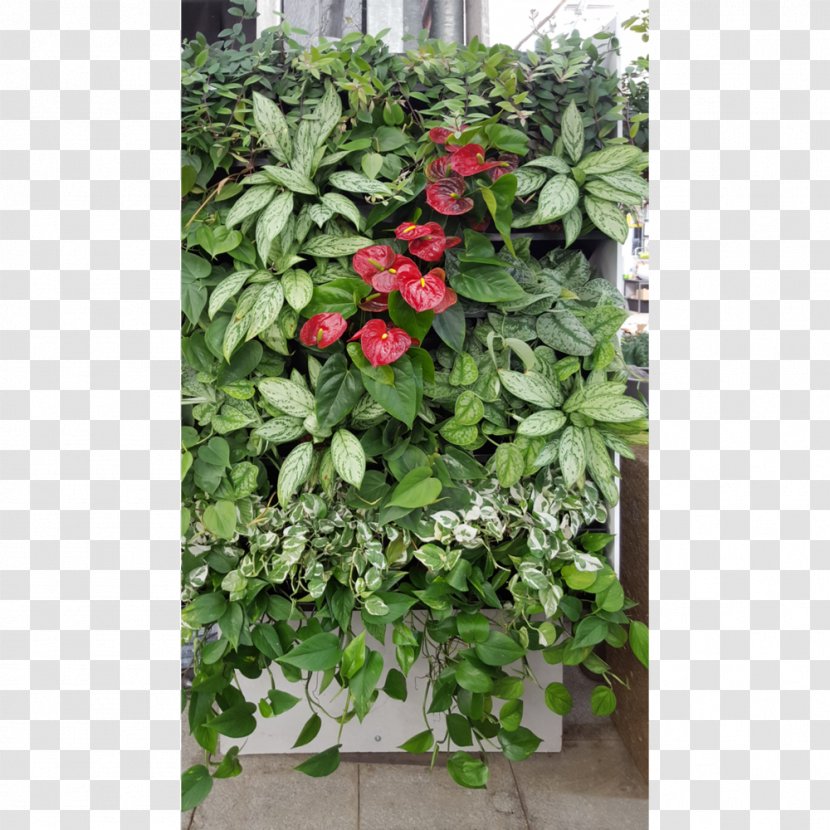 Flowerpot Herb Shrub - Wall Plants Transparent PNG