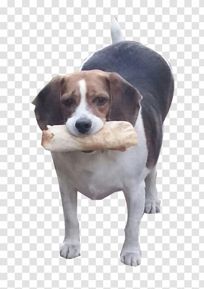 Harrier English Foxhound American Beagle Treeing Walker Coonhound - Snout - Hot Dog Transparent PNG