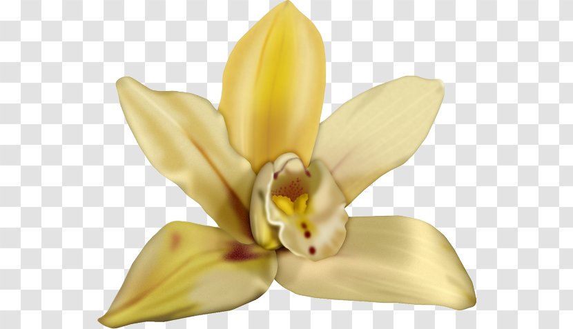 Cut Flowers Cattleya Orchids Petal - Flower Transparent PNG