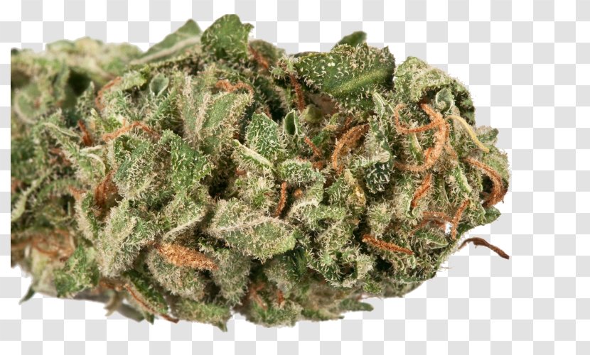 Cannabis Cup Sativa Where's Weed Kush - Diesel Transparent PNG