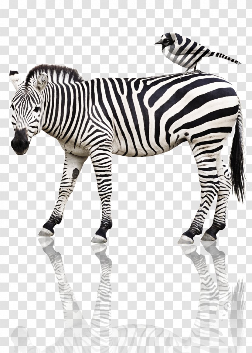 Quagga Tiger Horse Bird Animal - Print - Zebra Transparent PNG