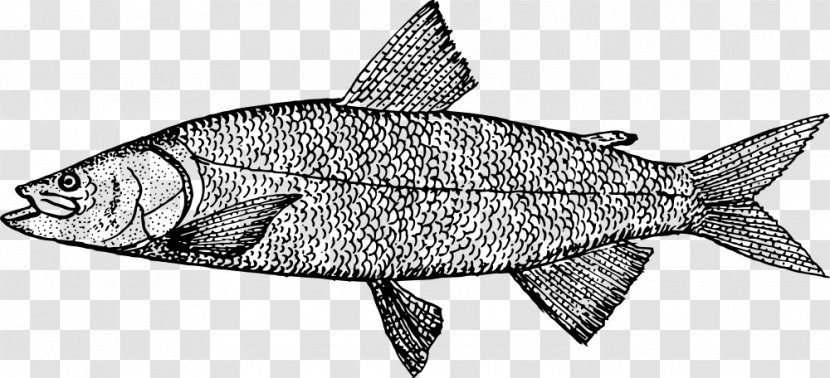Line Art Drawing Sardine Clip - Freshwater Fish Transparent PNG