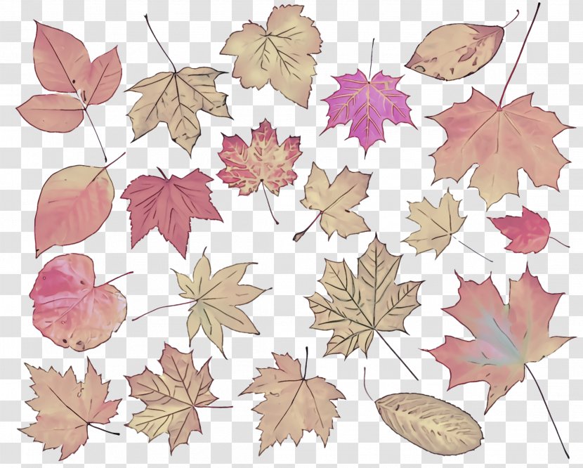 Leaf Clip Art Plant Pattern Tree - Flower - Black Maple Transparent PNG