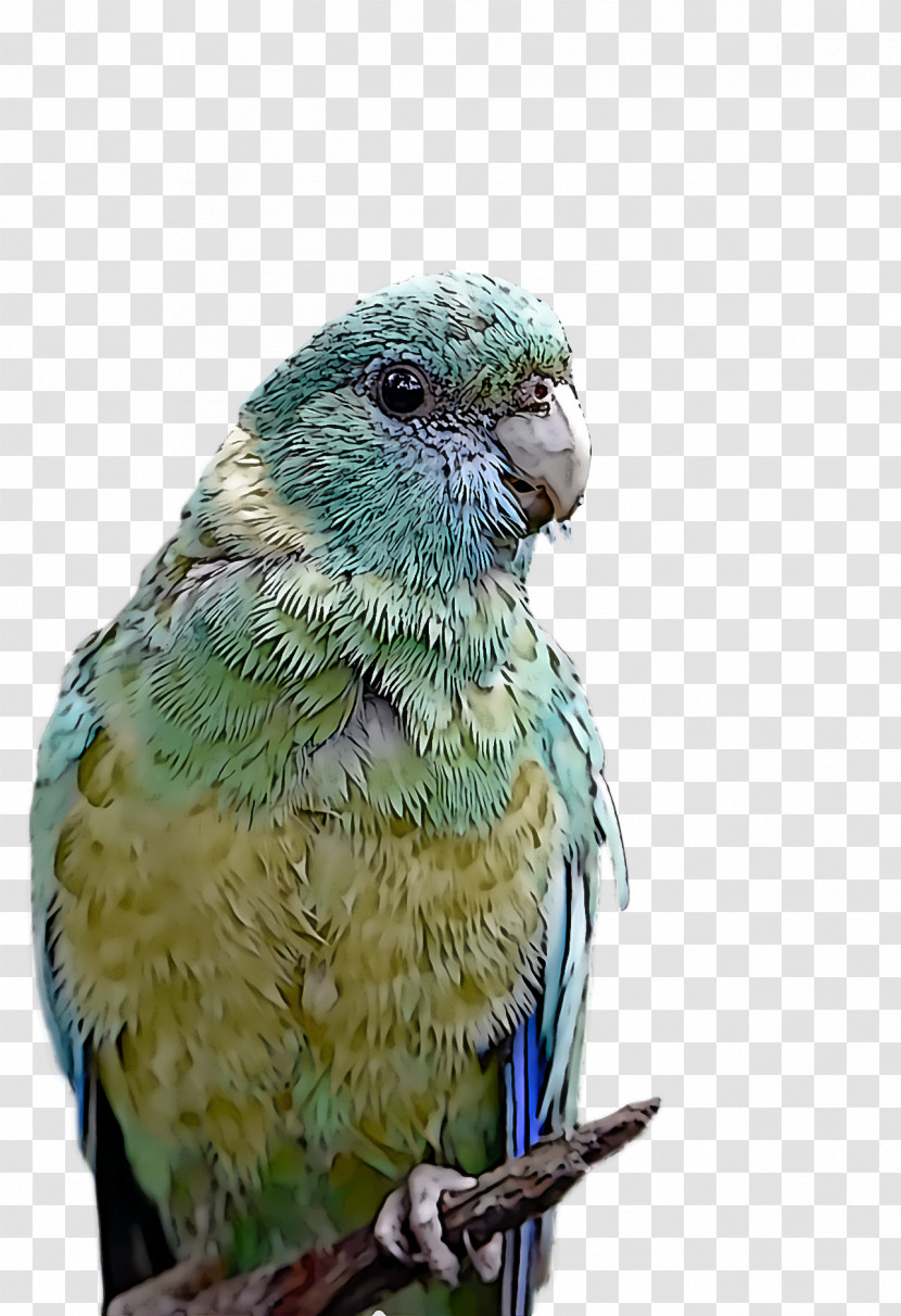 Lovebird Transparent PNG