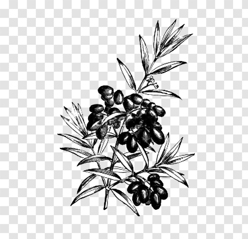 Olive Royalty-free Drawing - Branch Transparent PNG