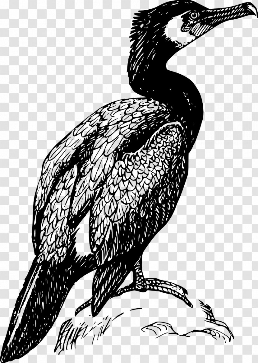 Double-crested Cormorant Bird Drawing Clip Art - Of Prey Transparent PNG