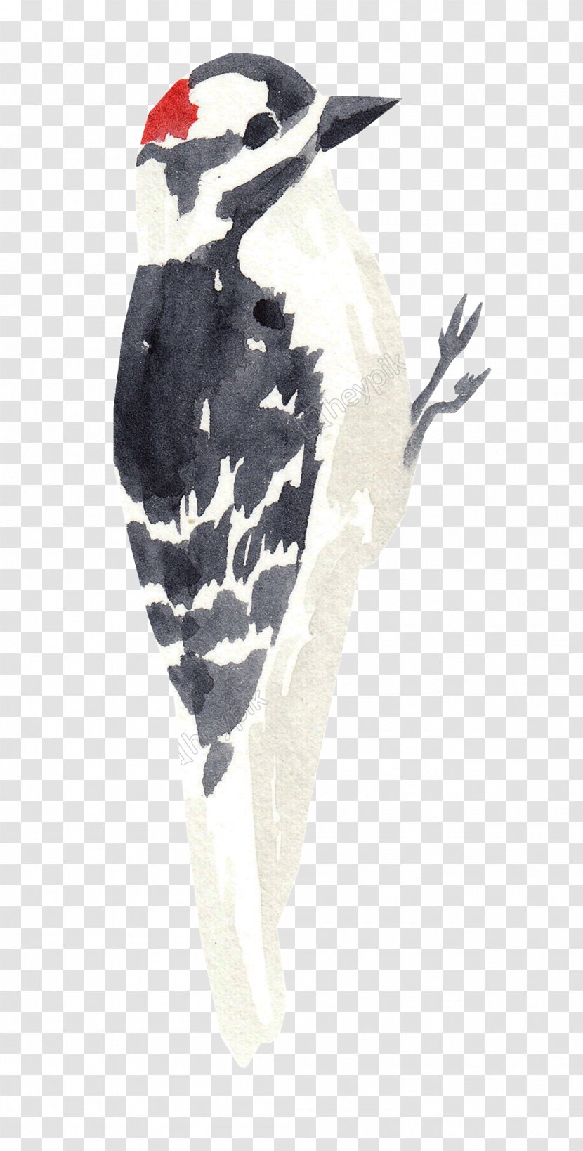 Bird Woodpecker Watercolor Painting Image Penguin - Piciformes Transparent PNG