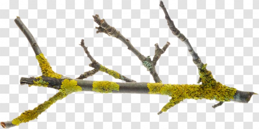 Twig Tree Branch Leaf Root - Colourbox - Nature Tag Transparent PNG