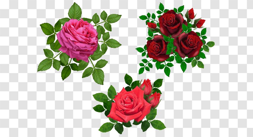 Beach Rose Flower Clip Art - Rosa Wichuraiana Transparent PNG