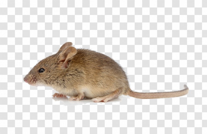 Rodent House Mouse Brown Rat Stock Photography - Mice Transparent PNG