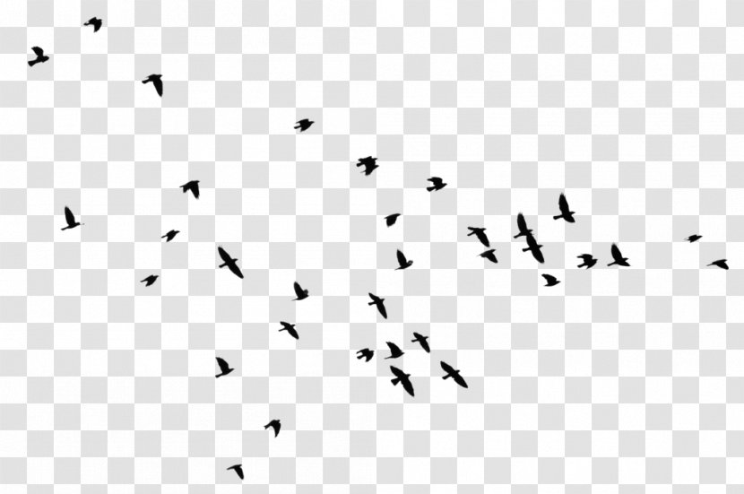 Bird Flock Clip Art - Migration - Folk Dance Transparent PNG