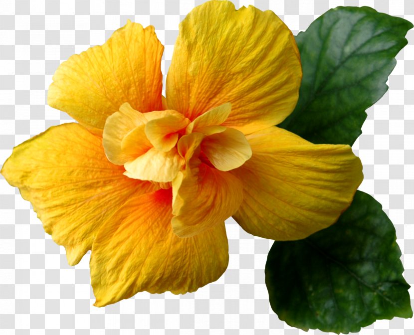 Flower Yellow Clip Art - Flowering Plant - Tropical Transparent PNG