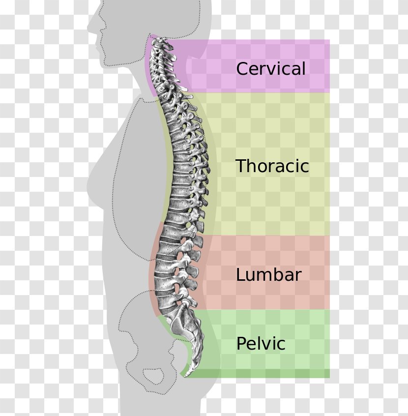 Vertebral Column Neutral Spine Lumbar Vertebrae Ligament - Heart - Foramen Transparent PNG