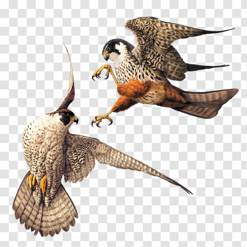 Owl Fauna Beak Feather Falcon - Bird Transparent PNG