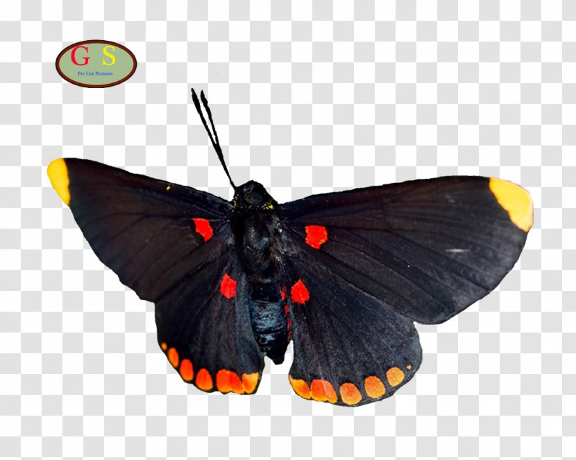 Brush-footed Butterflies Moth Butterfly - Arthropod Transparent PNG