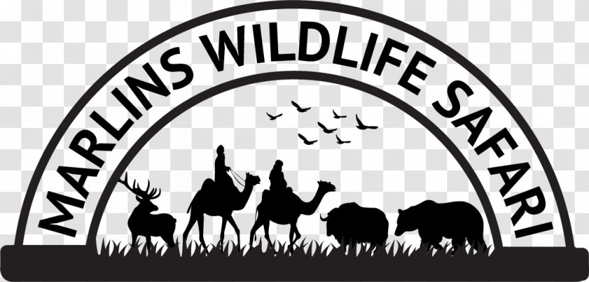 Marlins Wildlife Safari Logo Recreation Horse Petting Zoo - United States - Camel Transparent PNG