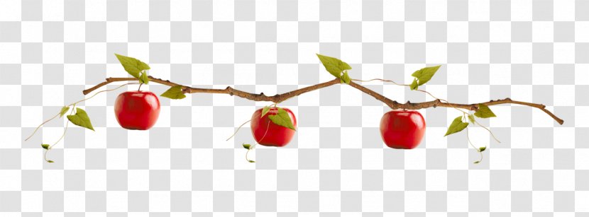 Apple - Food - 3 Red Apples Transparent PNG