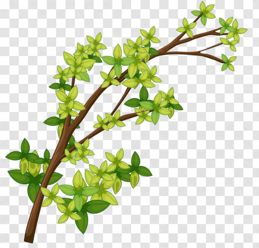 Royalty-free Vector Graphics Stock Illustration Photography - Flower - Watercress Spring Greens Transparent PNG
