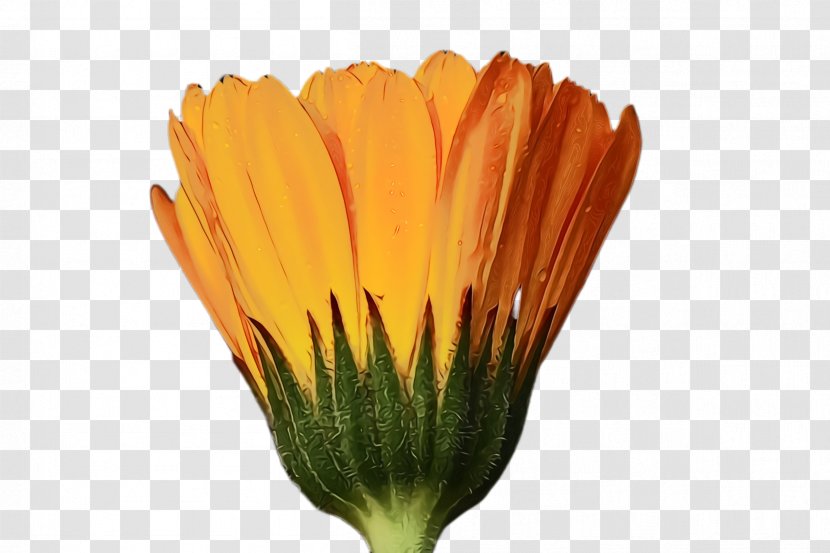 Blossom Background - Barberton Daisy - Calendula English Marigold Transparent PNG