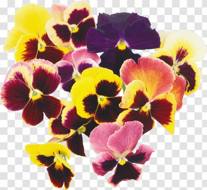 Pansy Flower Plant Blossom Clip Art - Violet - Flowers Posters Floral Transparent PNG