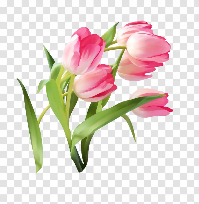 Tulip Flower - Color - Gouache Picture Material Transparent PNG