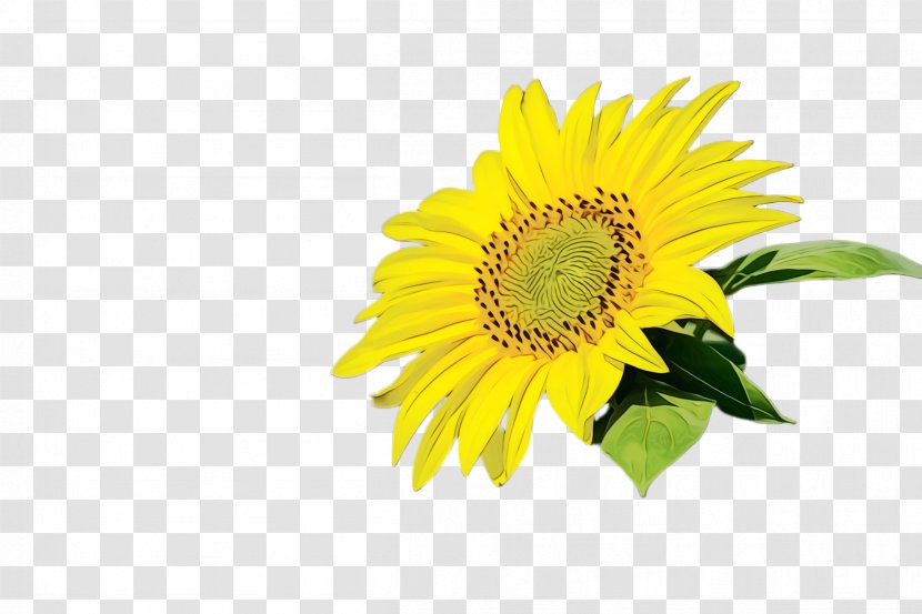 Sunflower - Daisy Family Cut Flowers Transparent PNG