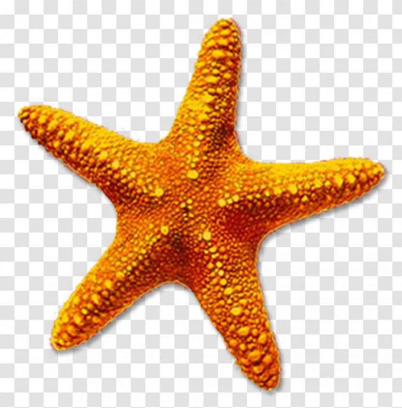 Starfish Clip Art - Brittle Star Transparent PNG