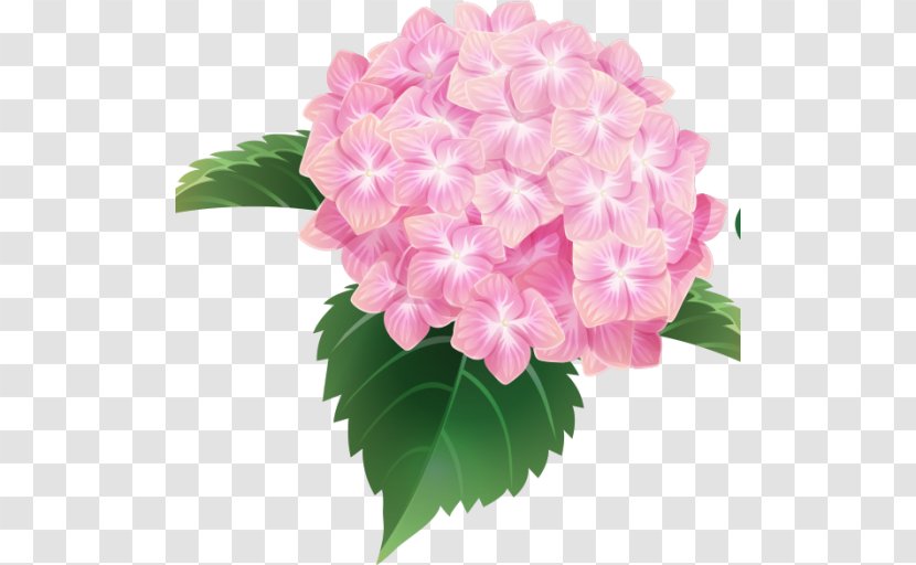 The Penny McHenry Hydrangea Festival French Douglasville - Cornales Transparent PNG