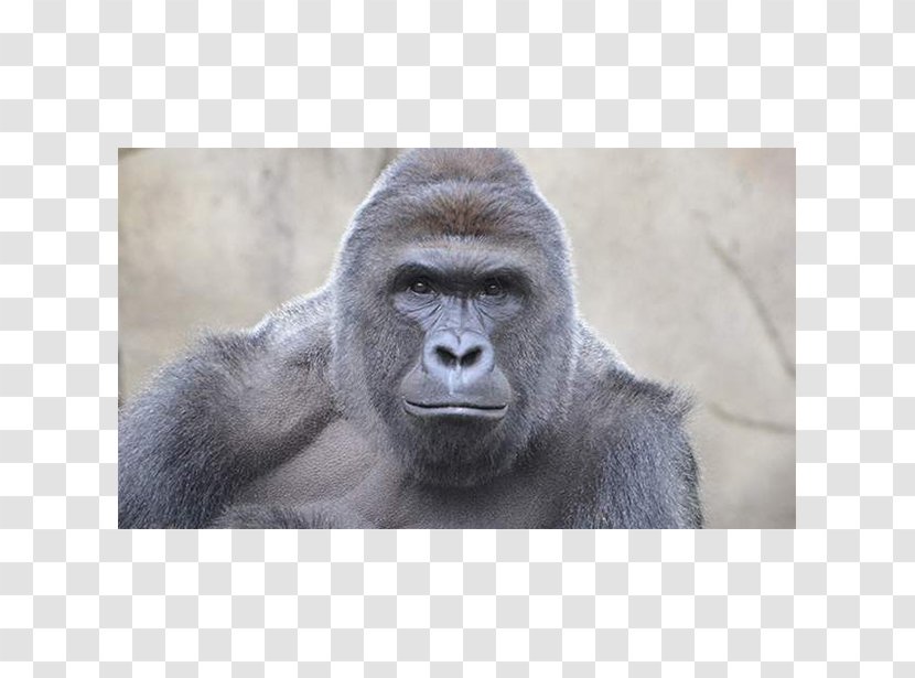 Cincinnati Zoo And Botanical Garden Gorilla Killing Of Harambe Ape - Bye Felicia Transparent PNG