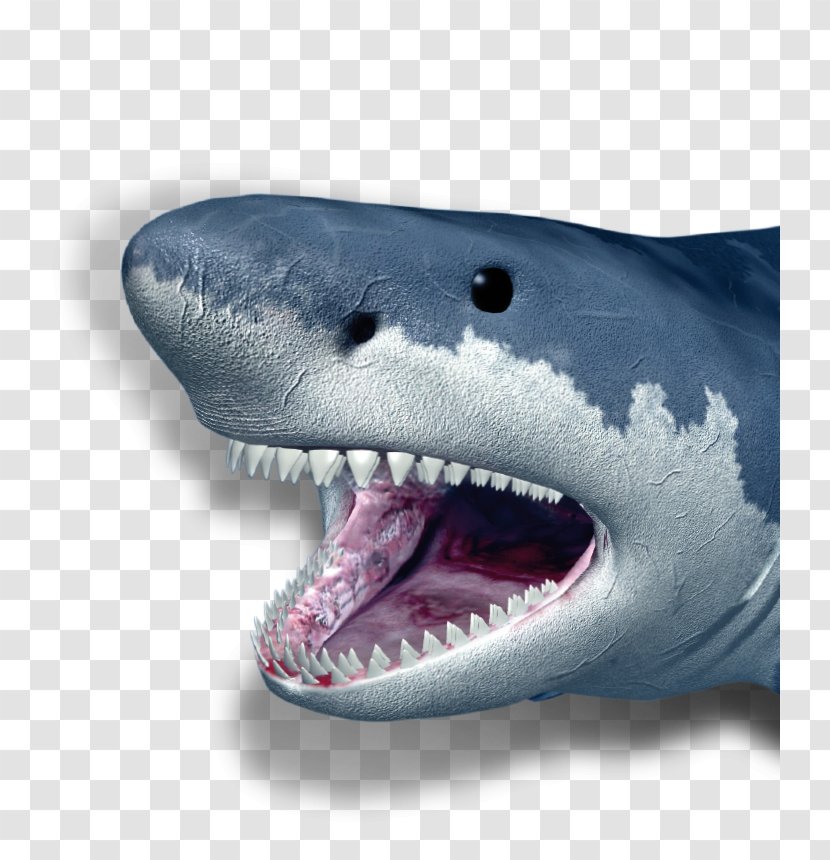 Poster: Weisser Hai - Lamniformes - Great White Shark Blue FinningGothic Quarter Barcelona Transparent PNG