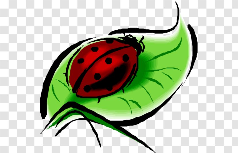 Ladybird Beetle Ladybug Photography Clip Art Transparent PNG