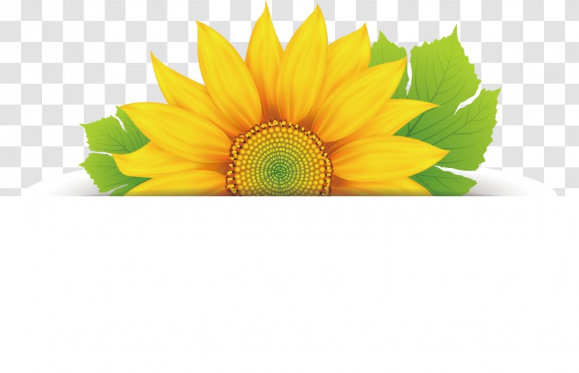 Flower Floral Design Clip Art - Sunflower Seed Transparent PNG