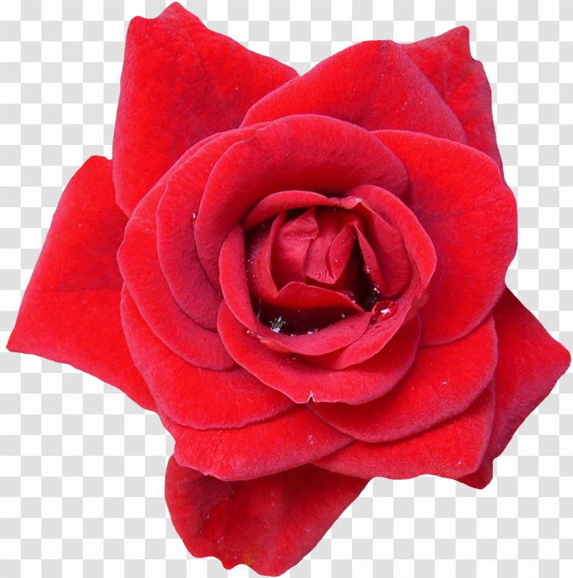Garden Roses Flower Blue Rose Red Transparent PNG