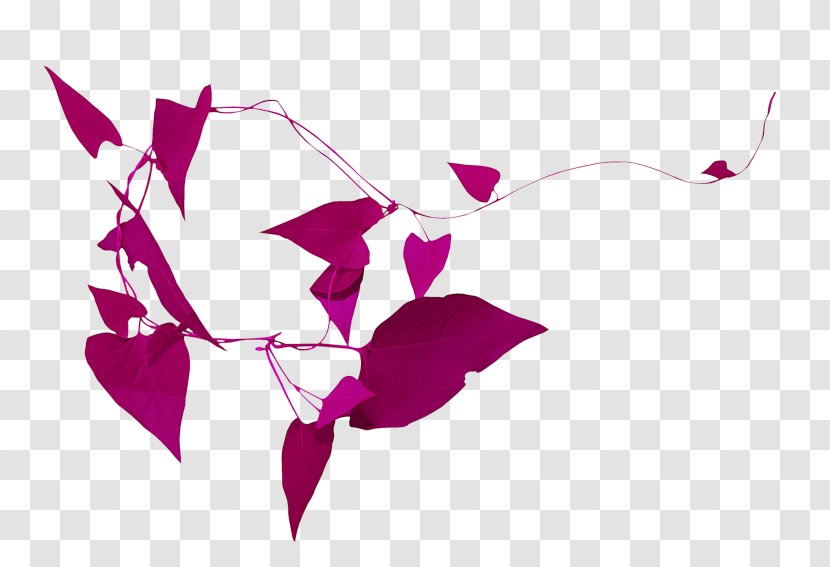 Clip Art Image Petal Download - Magenta - Fuchsia Transparent PNG
