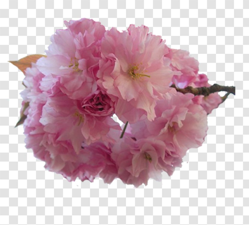 Cherry Blossom Flower Floral Design Japan Transparent PNG