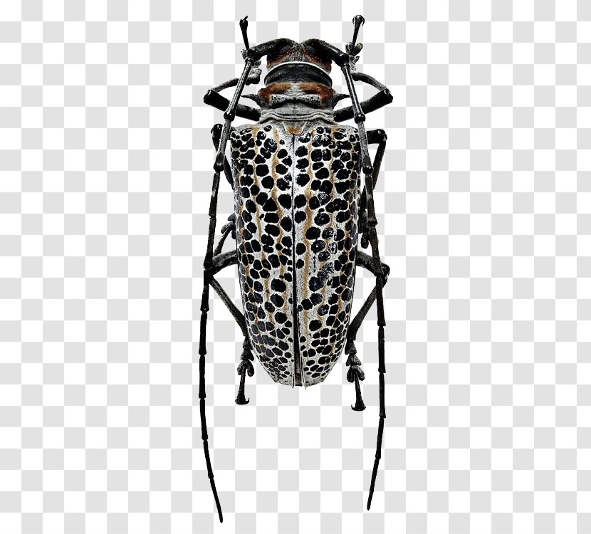 Living Jewels: The Natural Design Of Beetles Batocera Rosenbergia Straussi - Insect Collecting - Metal Transparent PNG