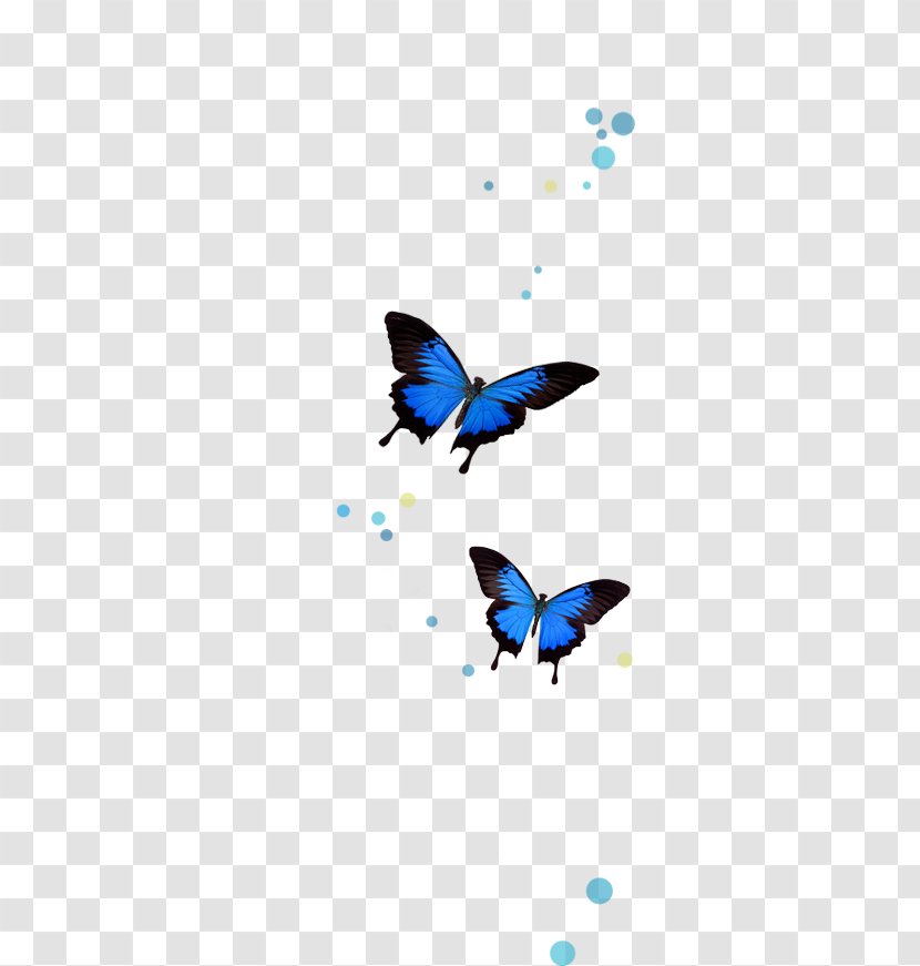 Brush-footed Butterflies The Complete Dream Book: Discover What Your Dreams Reveal About You And Life Butterfly Clip Art - 5th May Transparent PNG