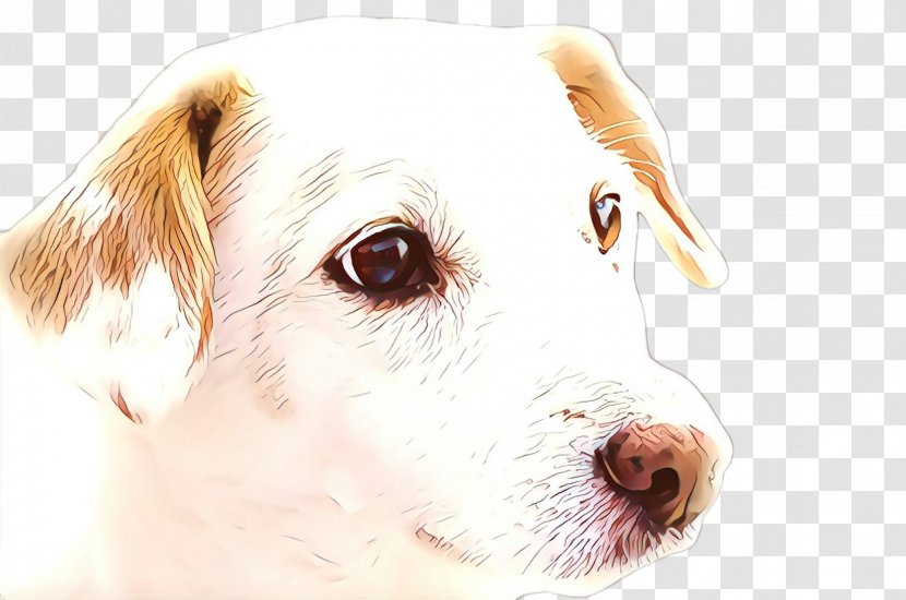 Dog Drawing - Sporting Group - Rare Breed Transparent PNG