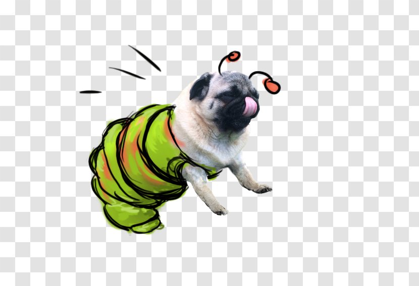 Pug Puppy Dog Breed Toy Canidae Transparent PNG