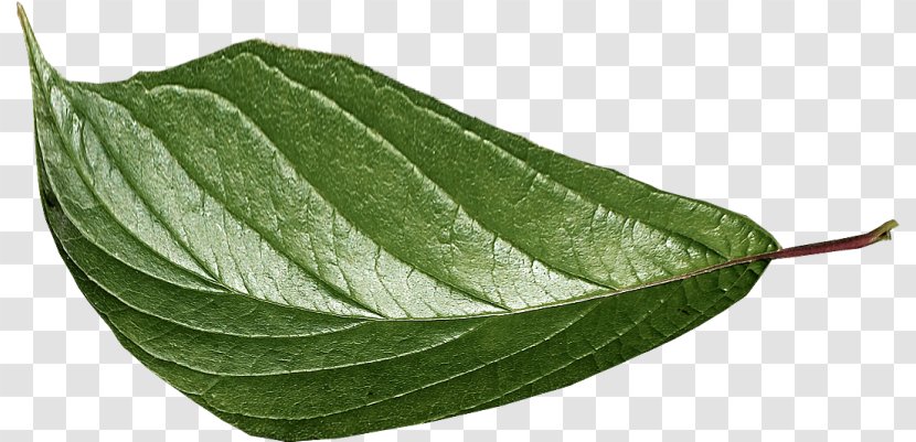 Leaf Green - Resource - Leaves Transparent PNG