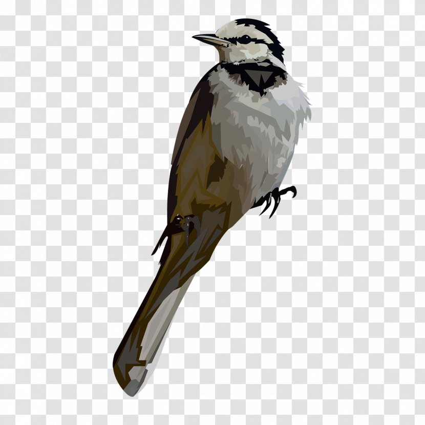 Bird Beak Northern Grey Shrike Loggerhead Perching - Cuculiformes - Bulbul Transparent PNG
