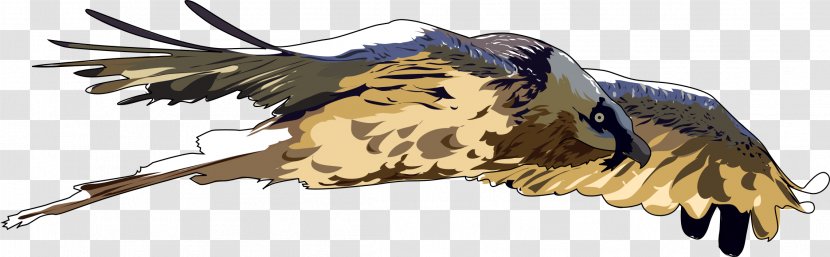 Bird Of Prey Bearded Vulture Clip Art - Falcon Transparent PNG