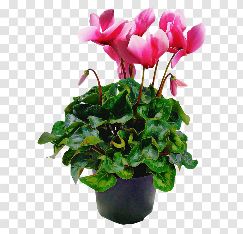 Flower Plant Flowerpot Pink Cyclamen - Herbaceous - Anthurium Transparent PNG